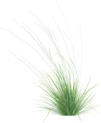 Fototapeta premium Side view of wild grass