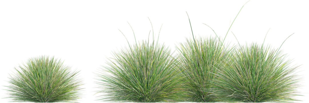 Side view of wild grass