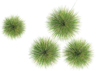 Top view of wild grass