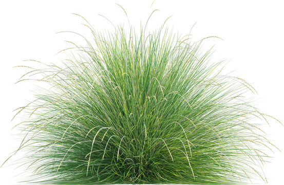 Side view of wild grass
