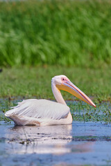 Great white pelican. Pelecanus onocrotalus seen from one side