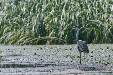 Grey heron. Ardea cinerea standing in low waters.