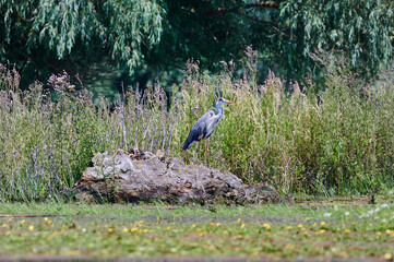 Grey heron. Ardea cinerea standing in the Danube Delta 