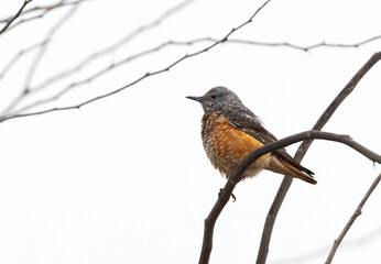 Closeup of a Rock thrush on a tree, Bahrain