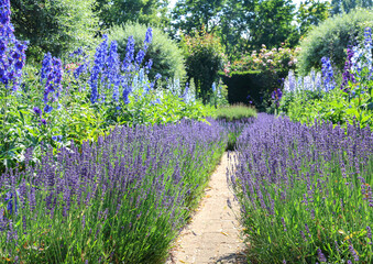 Path lined with lavender and larkspur