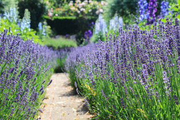 Path lined with lavender and larkspur