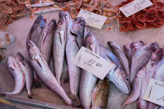 Fresh fish sold at an Italian market with merluzzo (translation: cod) and gamba (translation: shrimps)