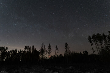 Night landscape of a pine forest with a starry sky in Estonia.