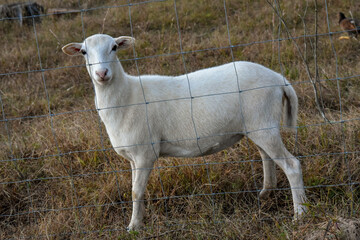 A beautiful white Ewe, female sheep on the farm