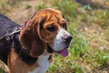 beagle hunting dog on the street. close-up portrait.