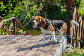 a hunting dog of the beagle breed stands on the street. dog on a leash for a walk.