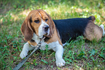 beagle hunting dog on the street. dog resting lying on the lawn in the park