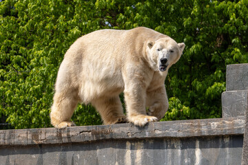 Polar bear on a rocky background. Wild animal in summer sunny weather.