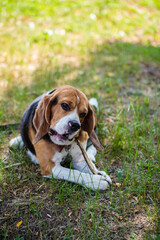 beagle hunting dog gnaws a stick lying on the grass in the park