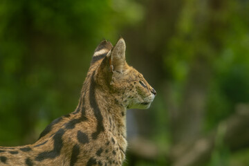 Serval look around with a blurred background. Wild animal in zoo, at summer sunny weather.