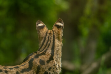 Serval look around with a blurred background. Wild animal in zoo, at summer sunny weather.
