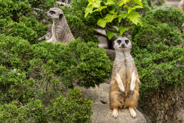 Obraz premium Meerkat or surikat look around with a blurred background. Wild animal in zoo, at summer sunny weather.