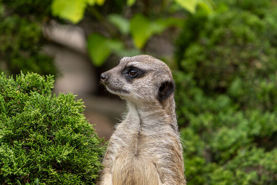 Meerkat or surikat look around with a blurred background. Wild animal in zoo, at summer sunny weather.