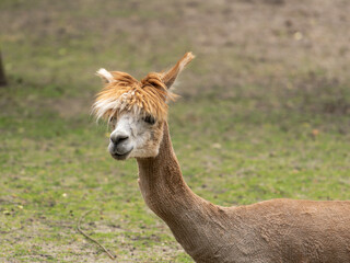 Alpaca looking around with a blurred background. Wild animal in zoo, at summer sunny weather.