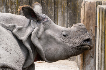 rhinoceros without a horn lying on the ground. Wild animal in zoo at summer sunny weather.