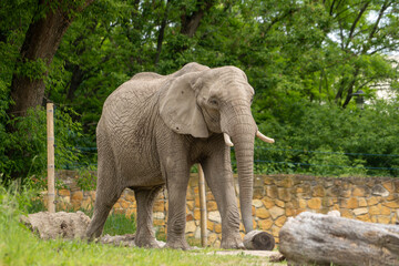 Fototapeta na wymiar Elephant walks among the wooden blocks. Wild animal in zoo at summer sunny weather.