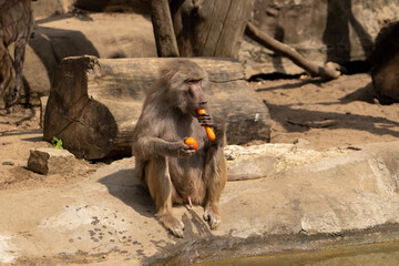 Monky sitting on the ground peeing and eat a carrot . Wild animal in zoo at summer sunny weather. - obrazy, fototapety, plakaty