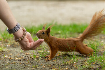 Red Squirrel looking at a handful of women. Wild animal in garden at summer sunny weather.