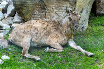 Markhor lying in a meadow or lawn. Wild animal in zoo at summer sunny weather.