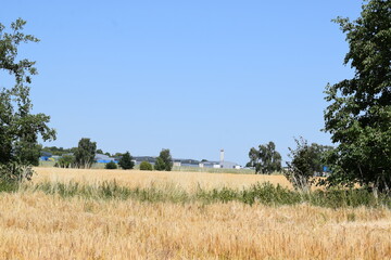 Grain fields at Airfield Mendig
