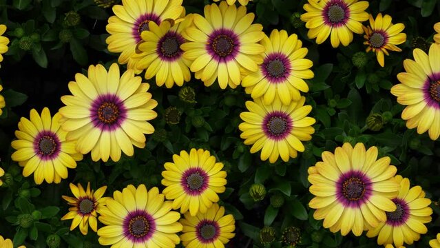 Yellow Cape Marguerite or Osteospermum ecklonis, Dimorphotheca, Cape daisy flowers as a natural floral background.