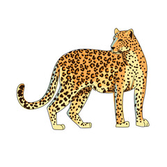 Leopard, jaguar or cheetah. The predator stands and watches. African animal in cartoon style. Vector illustration isolated on white background.