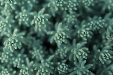 Succulent-like leaves of a saxifrage plant, cold tone, macro. Close-up with focus on the tips.