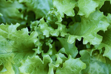 Leaves of a simple lettuce in the vegetable garden, close-up.