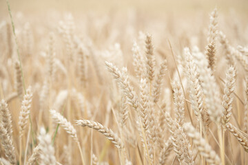 Ripe wheat, cereal field close-up desaturated calm beige background.