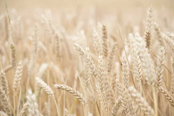 Ripe wheat, cereal field close-up desaturated calm beige background. © IRINA NAZAROVA