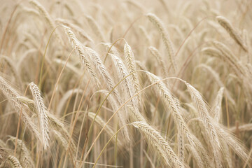 Organic ripe rye field close-up, pale beige color for the background.