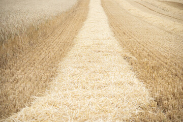 A cereal field during the harvest period, strips of lying straw, cut and unharvested ears.