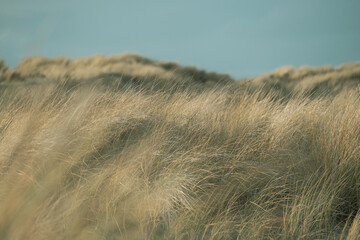 Yellow dry grass in the wind in the sand dunes, North Sea coast, close-up.