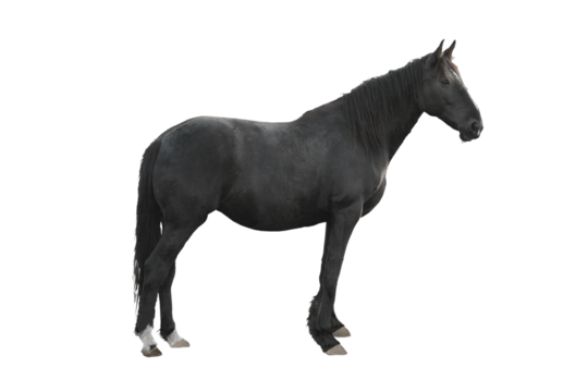 Cutout of an isolated old black farm horse side view with the transparent png
