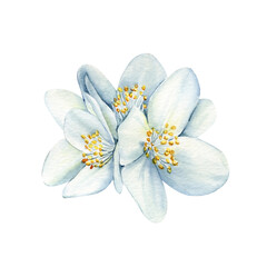 Fototapeta na wymiar White flower, jasmine flowers isolated on white background. watercolor floral illustrations for invitation, card, design