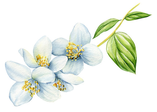 Jasmine Flowers Pencil Drawing Stock Illustration - Download Image Now -  Jasmine, Flower, Engraved Image - iStock