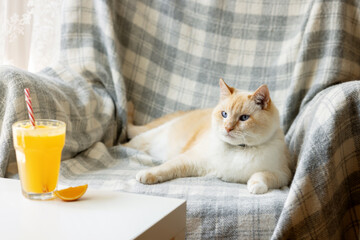Fat white and red cat basking in chair. On the coffee table is an orange cocktail and slice of...