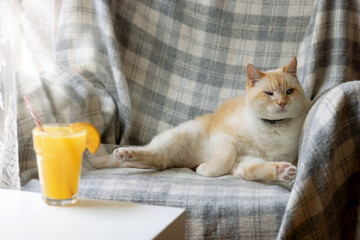 Fat white and red cat basking in chair. On the coffee table is an orange cocktail and slice of orange - Powered by Adobe