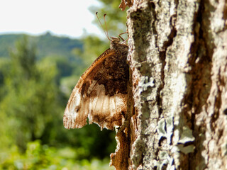 Fototapeta premium Great Banded Grayling (Brintesia circe) resting on the side of a tree .