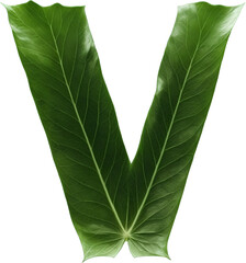 Green leaf typography text design uppercase alphabet V