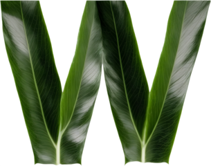 Green leaf typography text design uppercase alphabet W