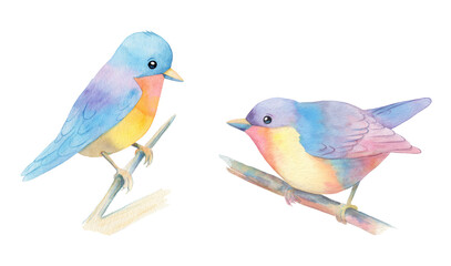 watercolor illustration of two colorful birds on brunches isolated on white background