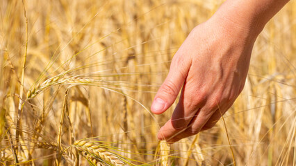 Field of ripe wheat. Woman hand in golden ears. Grain agriculture on the farm. Bread harvest season. Closeup photo