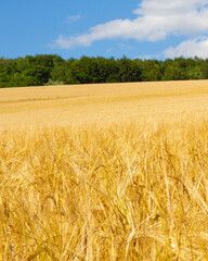 Field of ripe wheat. Golden ears. Grain agriculture on the farm. Bread harvest season. Closeup photo