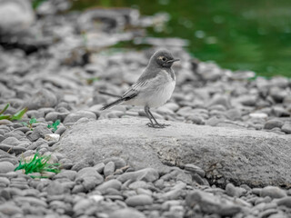 Fledgling of the white wagtail on a stone near a pond. Close-up